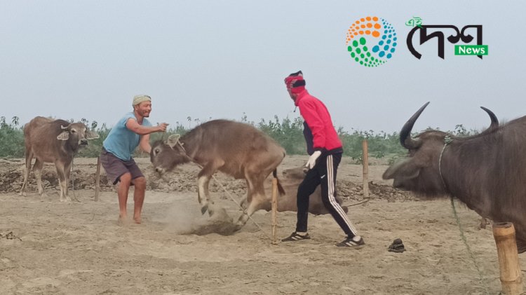 ব্ৰহ্মপুত্ৰৰ চাপৰিত কাজিৰঙা ৰাষ্ট্ৰীয় উদ্যান কৰ্তৃপক্ষৰ উদ্যোগত গৰু ম'হক প্ৰতিষেধক প্ৰদান :