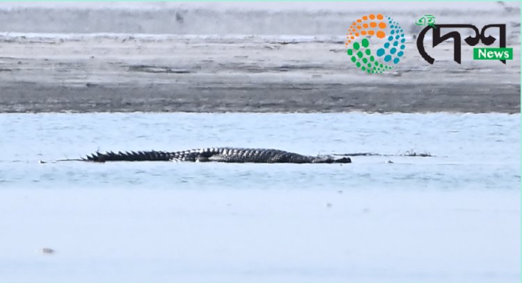 কাজিৰঙাৰ জৈৱতন্ত্ৰৰ নতুন সংযোজন ভাৰতীয় ঘৰিয়াল  : ৰাষ্ট্ৰীয় উদ্যানখনৰ ব্ৰহ্মপুত্ৰত তৃতীয়বাৰৰ বাবে দেখা পোৱা গৈছে ঘৰিয়াল  :