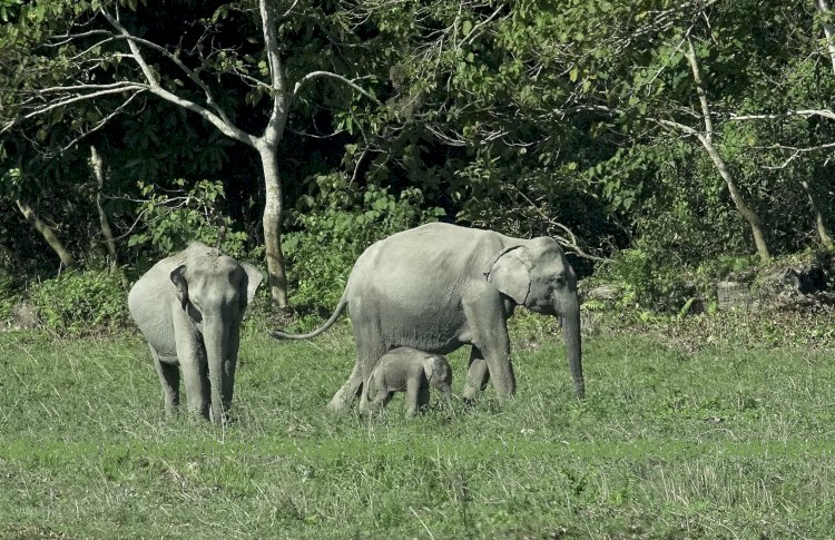 কাজিৰঙা ৰাষ্ট্ৰীয় উদ্যানত সপ্তাহ জোৰা হাতী গণনাৰ সমাপ্তি  : কাইলৈ নমুনা সংগ্ৰহ কৰিব নিৰ্বাচিত খণ্ডত  :