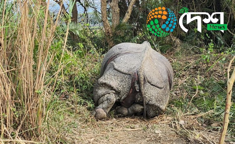 কাজিৰঙাৰ বুঢ়াপাহাৰ বনাঞ্চলত ভগ্ন খৰ্গৰে এটা গঁড়ৰ মৃতদেহ উদ্ধাৰ  : পাৰস্পৰিক যুঁজত গঁড়টোৰ মৃত্যু হোৱা বুলি মৰোনোত্তৰ পৰীক্ষাত প্ৰকাশ  :