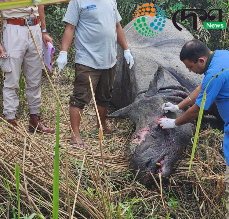 কাজিৰঙাৰ বুঢ়াপাহাৰ বনাঞ্চলত ভগ্ন খৰ্গৰে এটা গঁড়ৰ মৃতদেহ উদ্ধাৰ  : পাৰস্পৰিক যুঁজত গঁড়টোৰ মৃত্যু হোৱা বুলি মৰোনোত্তৰ পৰীক্ষাত প্ৰকাশ  :