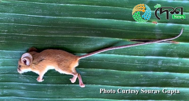 কাজিৰঙা কাৰ্বি আংলং পৃষ্ঠভুমিত বিৰল প্ৰজাতিৰ দীঘল নেজীয়া  নিগনিৰ সন্ধান  :  বিগত ৬২ বছৰত দ্বিতীয় বাৰৰ বাবে অসমত এই নিগনিৰ উপস্থিতি পোৱা গ'ল  :