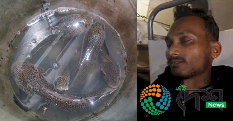 কাজিৰঙাত পিপলি চেং মাছৰ চোৰাংচিকাৰী  : চিকাৰীৰে হোৱা সংঘৰ্ষত আহত বিভাগীয় হাতী মাউত জিতু গনক আৰু এটা চেংমাছৰ চোৰাং ব্যৱসায়ী : ধৃত লোকজনৰ পৰা উদ্ধাৰ একাধিক পিপলি চেংমাছ :