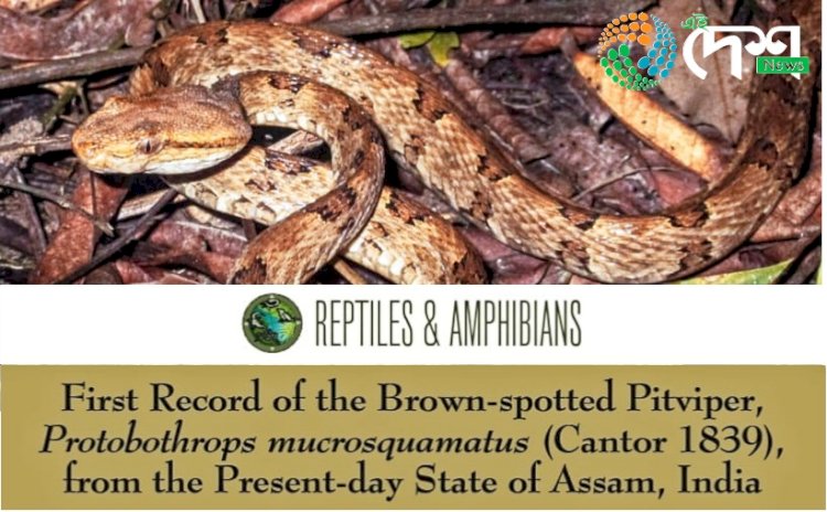 কাজিৰঙা কাৰ্বিআংলংৰ কঁহৰা নদীৰ অৱবাহিকাত ব্ৰাউন-স্পটেড পিট ভাইপাৰ সাপৰ সম্ভেদ : ৰাজ্যত প্ৰথমবাৰৰ বাবে নথিভুক্ত হ'ল ব্ৰাউন-স্পটেড পিট ভাইপাৰ  :