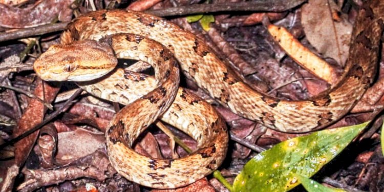 কাজিৰঙা কাৰ্বিআংলংৰ কঁহৰা নদীৰ অৱবাহিকাত ব্ৰাউন-স্পটেড পিট ভাইপাৰ সাপৰ সম্ভেদ : ৰাজ্যত প্ৰথমবাৰৰ বাবে নথিভুক্ত হ'ল ব্ৰাউন-স্পটেড পিট ভাইপাৰ  :