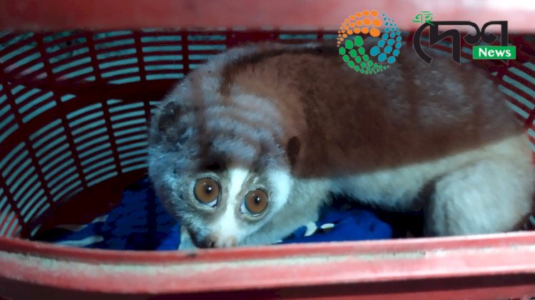 নিশাৰ ভাগত চিকাৰ বিচাৰি ওলায় অহা এটা লাজুকী বান্দৰক ডিফলু ওলমা দলংৰ পৰা কৰায়ত্ব কৰে একাংশ লোকে  : সচেতন লোকৰ তৎপৰত্তাত পিচত বন বিভাগক অৰ্পণ :