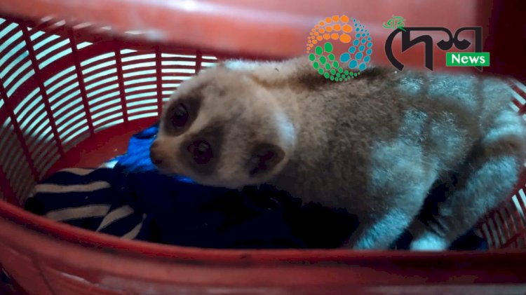 নিশাৰ ভাগত চিকাৰ বিচাৰি ওলায় অহা এটা লাজুকী বান্দৰক ডিফলু ওলমা দলংৰ পৰা কৰায়ত্ব কৰে একাংশ লোকে  : সচেতন লোকৰ তৎপৰত্তাত পিচত বন বিভাগক অৰ্পণ :