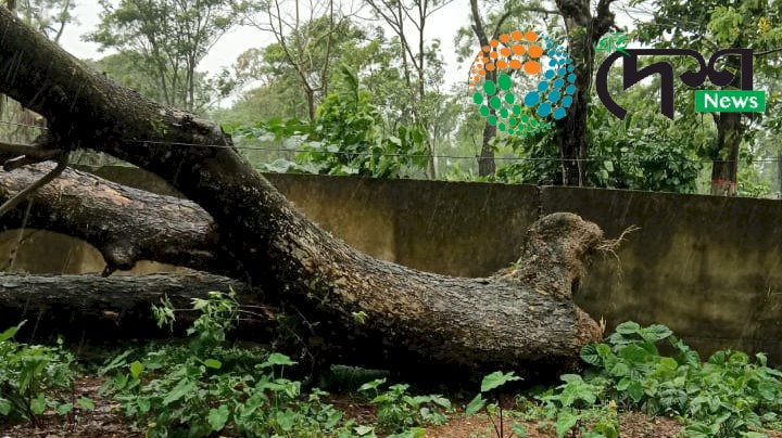 বোকাখাততো ৰিমালৰ ভয়ংকৰ ৰূপ  : ক্ষতিগ্ৰস্ত জনজীৱন  : যানবাহনৰ ক্ষতি  : গছ পৰি যাতায়ত ব্যাহত :