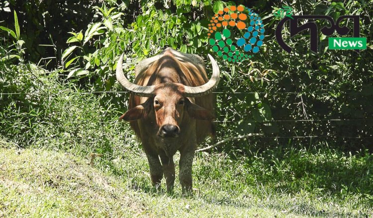 কাজিৰঙাৰ বন্যপ্ৰাণী পুনৰ সংস্থাপন আৰু সংৰক্ষন কেন্দ্ৰত প্ৰতিপালিত  মিহিক বুঢ়াচাপৰি অভয়াৰণ্যত পুনৰসংস্থাপন  :