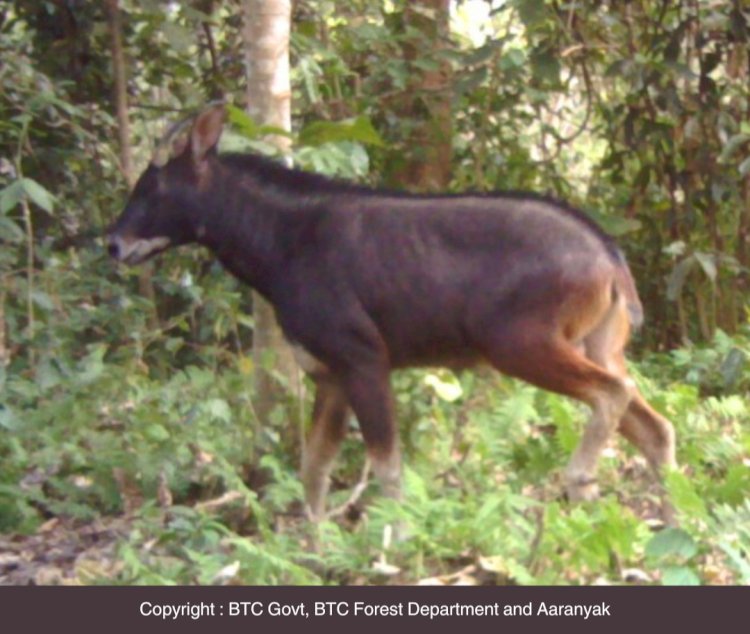 ৰাইমোনা ৰাষ্ট্ৰীয় উদ্যানত প্ৰথম বাৰৰ বাবে বিৰল প্ৰজাতিৰ দেও ছাগলীৰ উপস্থিতিৰ সন্ধান  : স্বয়ংক্ৰিয় কেমেৰাত পোৱা গ'ল দেও ছাগলীৰ ফটো :