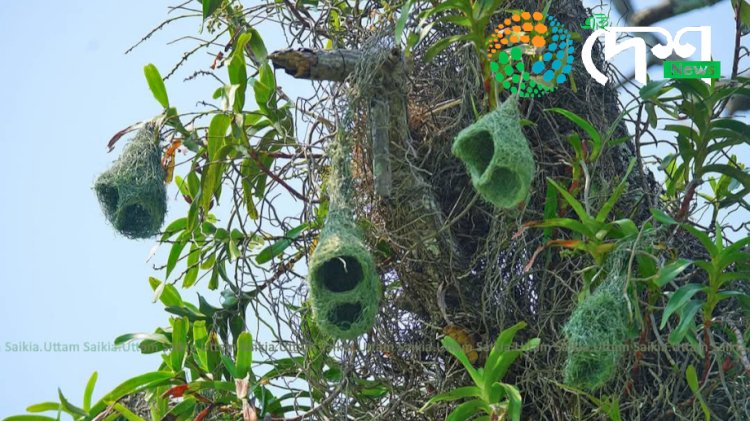 কাজিৰঙাৰ তৃৰ্ণভুমি চৰাইৰ ওপৰত কৰা সমীক্ষাৰ প্ৰতিবেদন প্ৰকাশ  : ৪৩ টা প্ৰজাতিৰ তৃৰ্ণভুমি চৰাইৰ উপস্থিতিৰে কাজিৰঙা দেশ ভিতৰতে অন্যতম  বুলি প্ৰতিবেদনত প্ৰকাশ  :