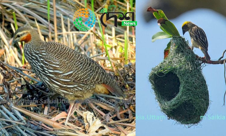 কাজিৰঙাৰ তৃৰ্ণভুমি চৰাইৰ ওপৰত কৰা সমীক্ষাৰ প্ৰতিবেদন প্ৰকাশ  : ৪৩ টা প্ৰজাতিৰ তৃৰ্ণভুমি চৰাইৰ উপস্থিতিৰে কাজিৰঙা দেশ ভিতৰতে অন্যতম  বুলি প্ৰতিবেদনত প্ৰকাশ  :