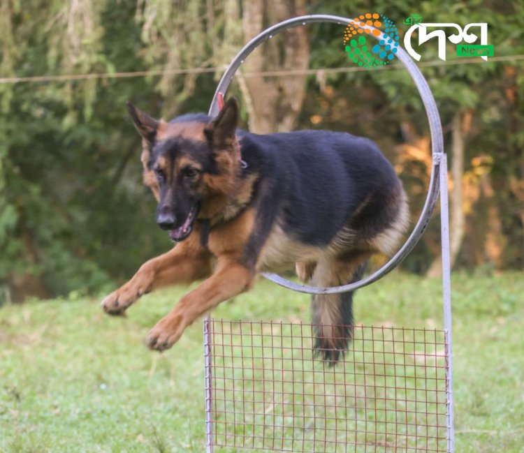 কাজিৰঙা ৰাষ্ট্ৰীয় উদ্যানত বন্যপ্ৰাণী অপৰাধ আৰু চোৰাংচিকাৰ ৰোধত নিয়োজিত স্নীফাৰ কুকুৰ আৰু পৰিচালকৰ বিশেষ কৰ্মশালা :