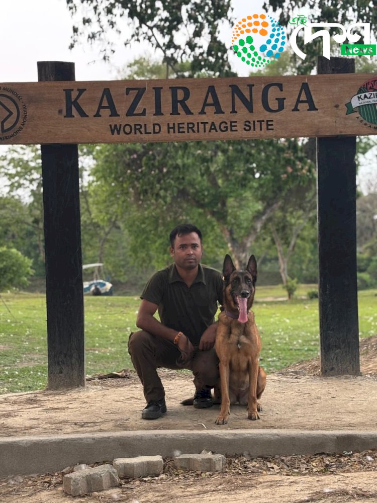 কাজিৰঙাৰ সুৰক্ষাৰ বাবে নিয়োজিত প্ৰশিক্ষিত আৰু বেলজিয়াম মেলিনইজ প্ৰজাতিৰ জুবিৰ মৃত্যু : কাজিৰঙা ৰাষ্ট্ৰীয় উদ্যান কৰ্তৃপক্ষ আৰু আৰণ্যকৰ শোক প্ৰকাশ :