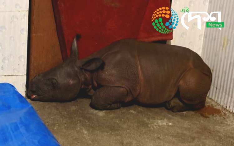 কাজিৰঙাৰ বুঢ়াপাহাৰ বনাঞ্চলত মাতৃহাৰা গঁড় পোৱালী উদ্ধাৰ : বন্যপ্ৰাণী পুনৰ সংস্থাপন আৰু সংৰক্ষণ কেন্দ্ৰলৈ প্ৰেৰণ :