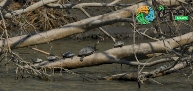 ভাৰতৰ ৩২ টা প্ৰজাতিৰ ভিতৰত কাজিৰঙা ৰাষ্ট্ৰীয় উদ্যানত আছে ১৭ টা প্ৰজাতিৰ কাছৰ : কাছৰ সমীক্ষাৰ বিভাগীয় প্ৰতিবেদন প্ৰকাশ :