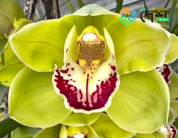 কাজিৰঙাত অৰ্কিড পাৰ্ক উন্মোচনৰ সময়ত গুৰুত্ব পাইছে চিকিমৰ বিশেষজ্ঞ ড°মোহন প্ৰধানৰ “সেউজীয়া কাজিৰঙা’ নামৰ বৰ্ণ শংকৰ জাত অৰ্কিডে :