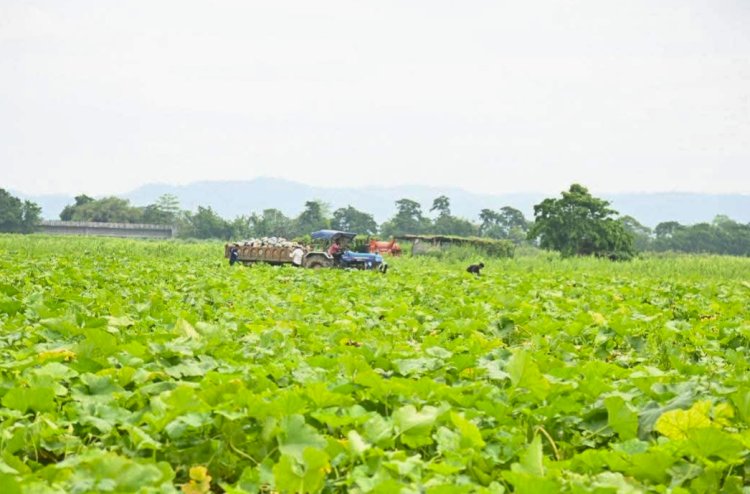 বৰ্হিৰাষ্ট্ৰ নেপালৰ লগতে পশ্চিম বংগ, ত্ৰিপুৰা, দিল্লীলৈ বোকাখাত সমজিলাৰ চহলা পথাৰৰ ৰঙালাউ : পুৰ্বৰ কৃষিবৰ্ষতকৈ লাভান্বিত হৈছে কৃষক :